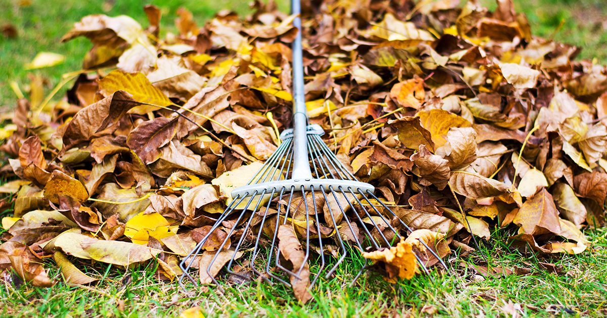 Fall Leaf Pile