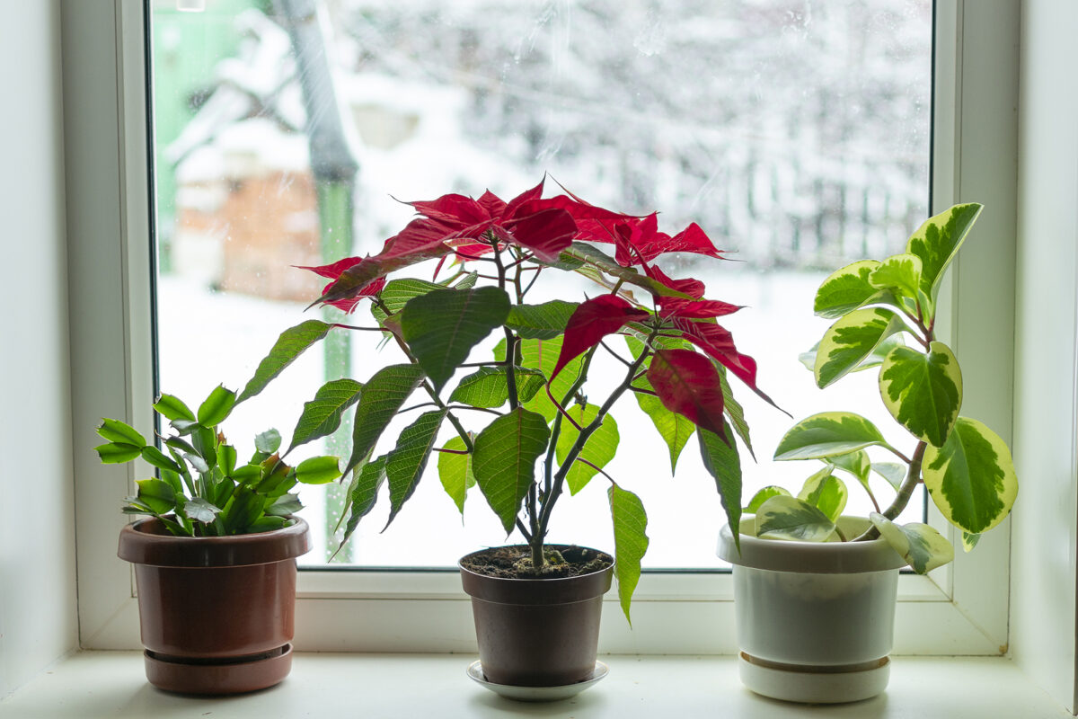 Indoor Flowers in Winter